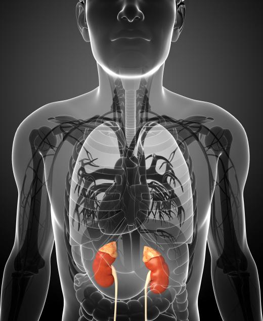 Prolonged exposure to toluol may result in impaired kidney function.