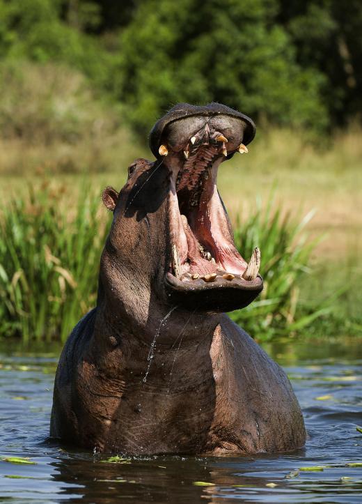 Hippos, which spend most of their lives in water, are an example of contemporary megafauna.