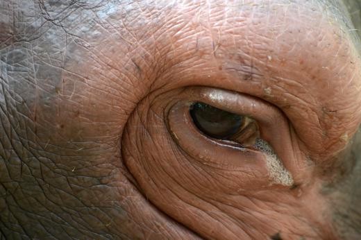 Hippopotamus eye with tear.