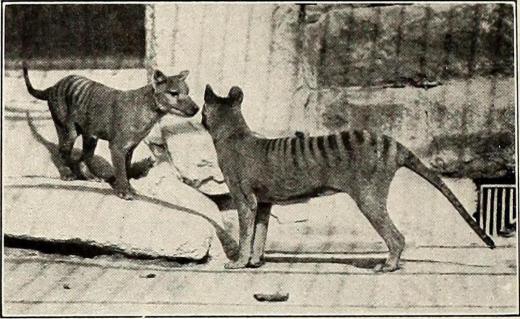 The marsupial lion was similar to the thylacine or Tasmanian tiger, which became extinct in the 20th century.