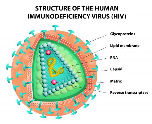 Reverse transcriptase is a type of enzyme found in retroviruses like HIV.