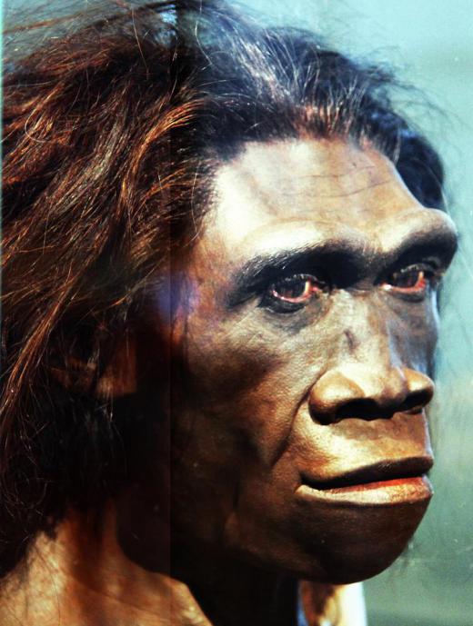 Homo erectus, “upright man,” is the closest ancestor to Homo sapiens and possibly descended from Homo habilis.