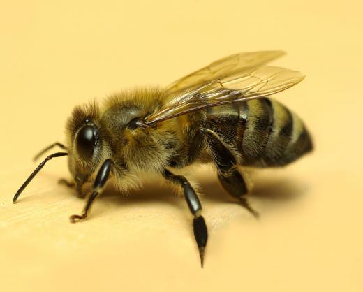 Malathion poses a risk to honeybee populations.