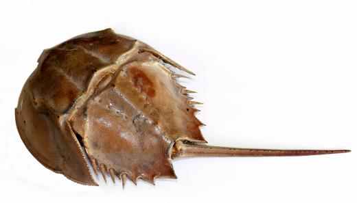 A horseshoe crab, a type of chelicerate.