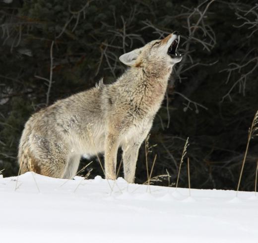 Extant organism found in the La Brea Tar Pits include coyotes.