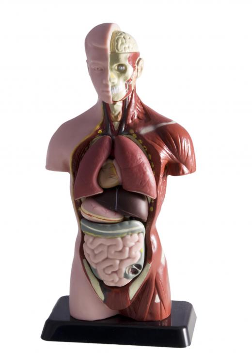 The torso houses many of the human body's organ systems.