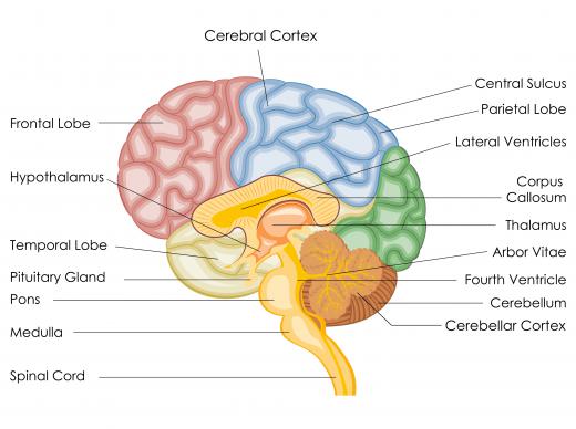 Leptin acts on neurons in the hypothalamus to indicate there is no need to eat.