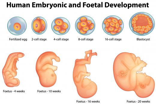 Sometimes a gene interaction limits production of certain proteins, often quite early in fetal development.