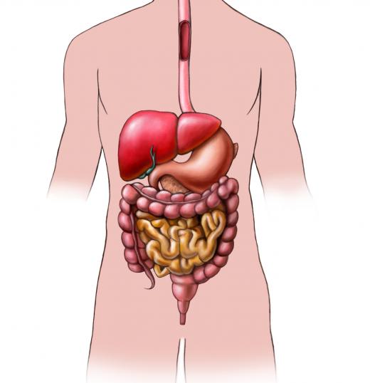 The digestive tract is an organ system.