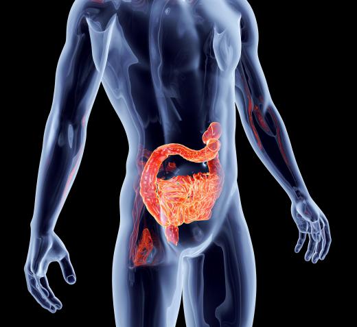 Probiotic bacteria are similar to those found naturally in the human digestive tract.