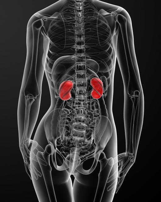 An allograft may be used to give someone with kidney failure a new kidney.