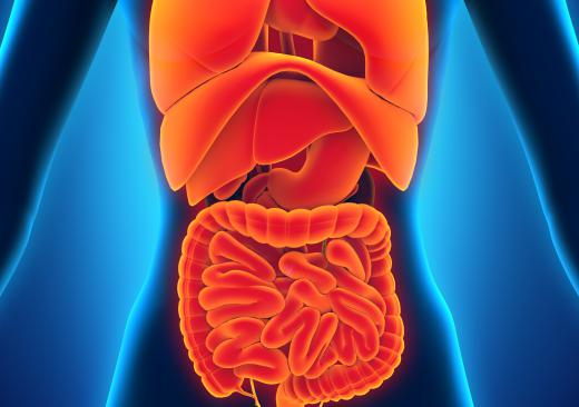 Most of the body's internal organs including the digestive system and liver develop from the endoderm.