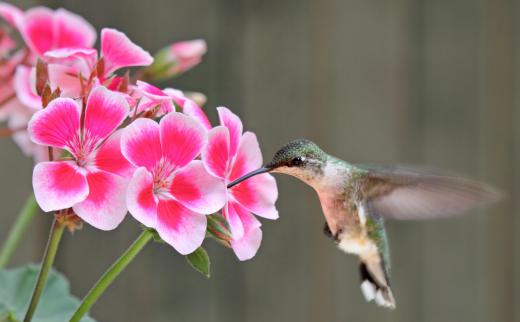 All living things, from hummingbirds to flowers, are organized according to taxonomic classification.