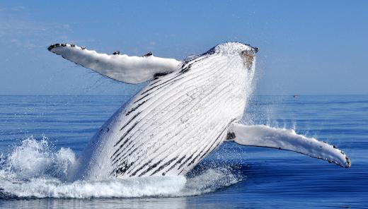 The Great Barrier Reef is home to a wide range of whale species.