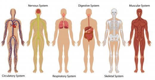 Systems of the human body.