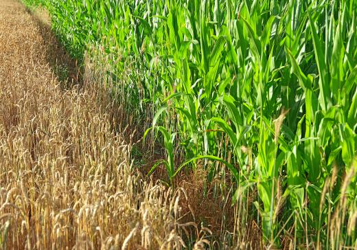 Intensive agriculture can make soil more vulnerable to wind erosion.