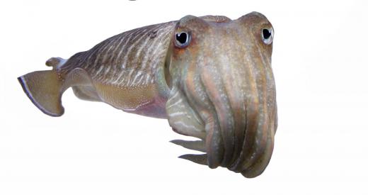 a cuttlefish is one example of animals that use bioluminescence.