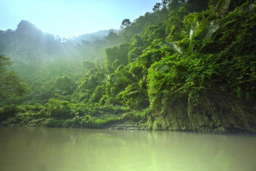 The eye is most sensitive to green light, which helps people navigate in jungle settings.