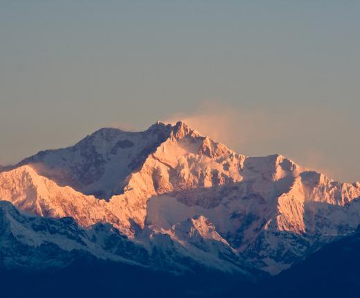 Tardigrades have even been found at the top of the Himalayas.