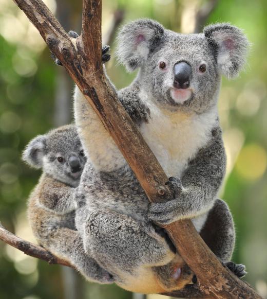 Zoo workers may face veterinary science challenges like trying to formulate koala milk for a baby that's been abandoned.