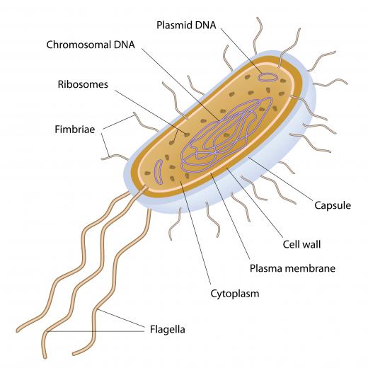 Many bacteria contain plasmids.