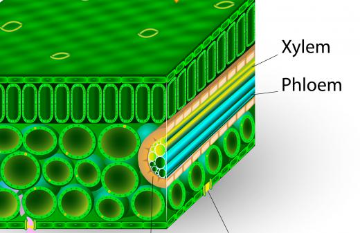 Vascular plants are defined by two types of transport tissue: xylem and phloem.