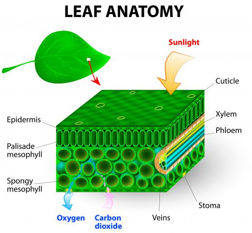 A plant's vascular system allows water and nutrients to flow in plants.