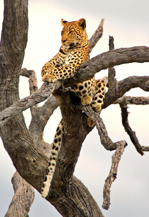 The leopard, classified under the species name Panthera pardus, is a "big cat" felid that eats and sleeps in trees.