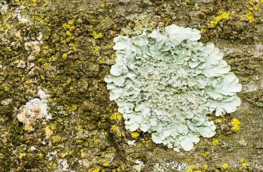 Foliose lichen is a disaster taxa that grows in wet climates.