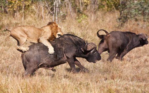 Today's African lion is 25% smaller than the now-extinct American lion.