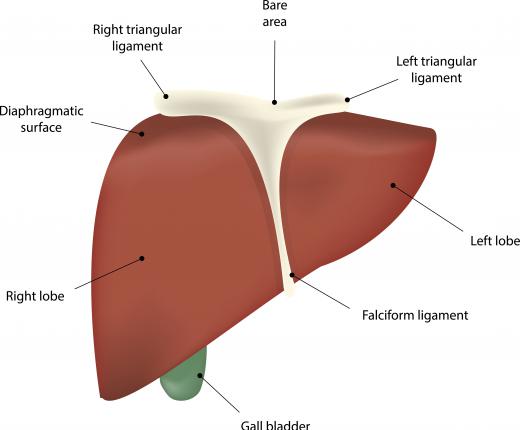 Liver damage may occur as a result of zymosan-induced inflammation.