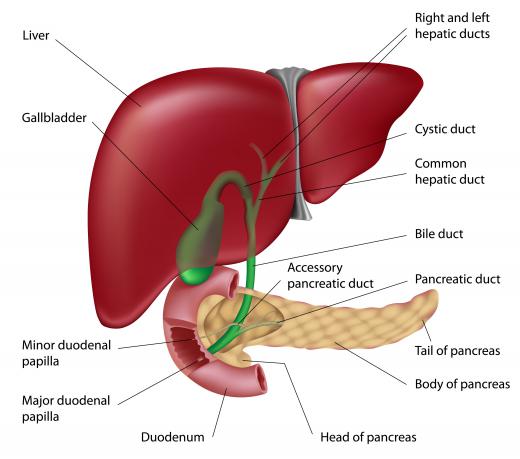 Several abdominal organs, including the pancreas, which produces insulin.