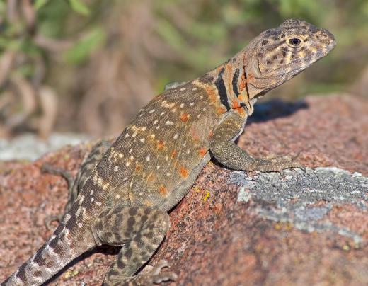 Cold-blooded animals like reptiles must use external influences to heat and cool themselves.