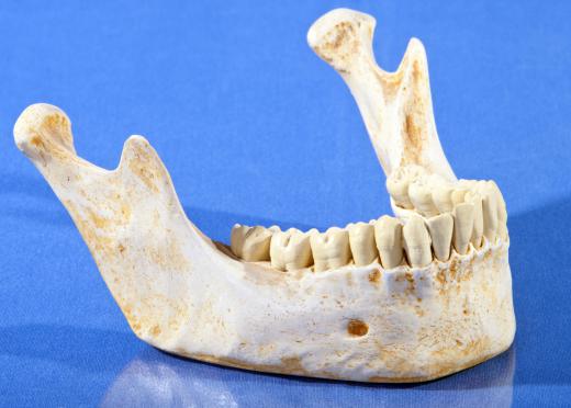 Forensic dentistry may involve the study of teeth found in skeletal remains.