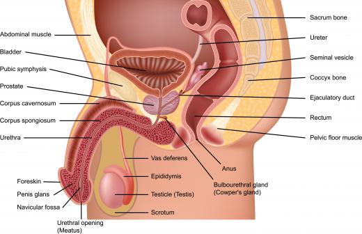 The male reproductive system is quite different from the female system.