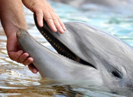 Dolphins are sometimes included in arguments for the Aquatic Ape Hypothesis.