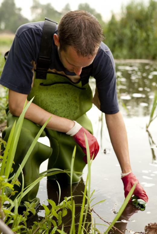 Wildlife ecologists are concerned with habitats as well as animals.