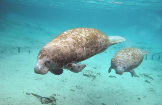 The Stellar  Sea Cow, which has gone extinct, was a relative of the manatee.