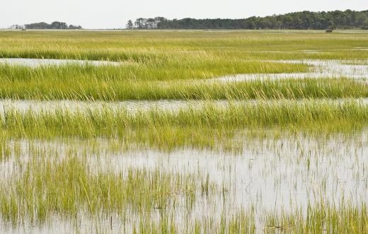 Flora means the plants, algae and fungi of an area, such as the grass in a marsh.