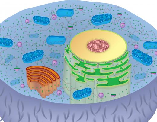 Ribsomes can be bound to the endoplasmic reticulum.