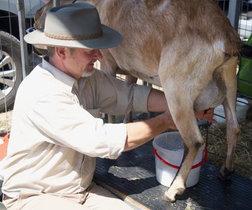 Goats can be genetically engineered to produce spider silk proteins in their milk.