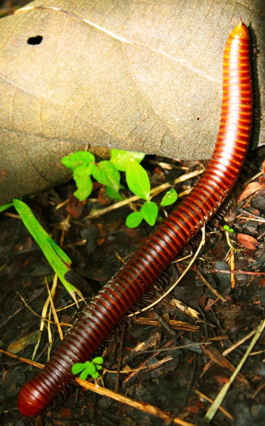 Millipedes are some of the oldest terrestrial animals on Earth.