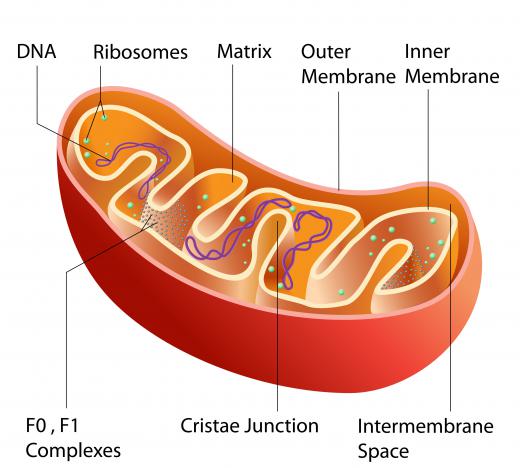 Mitochondria provide energy for cells and express proteins.