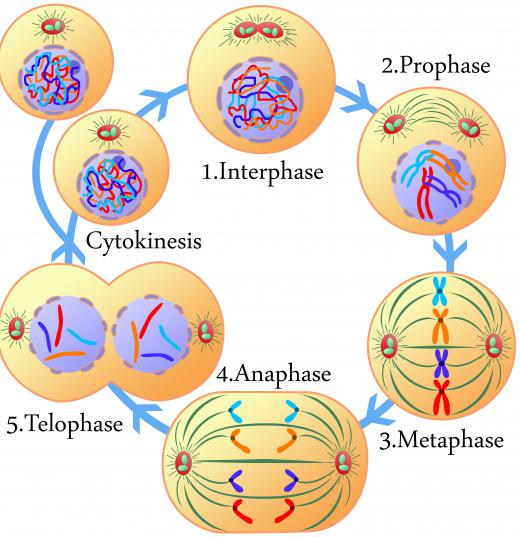 Chromosomes are most easily observed when they are undergoing mitosis.