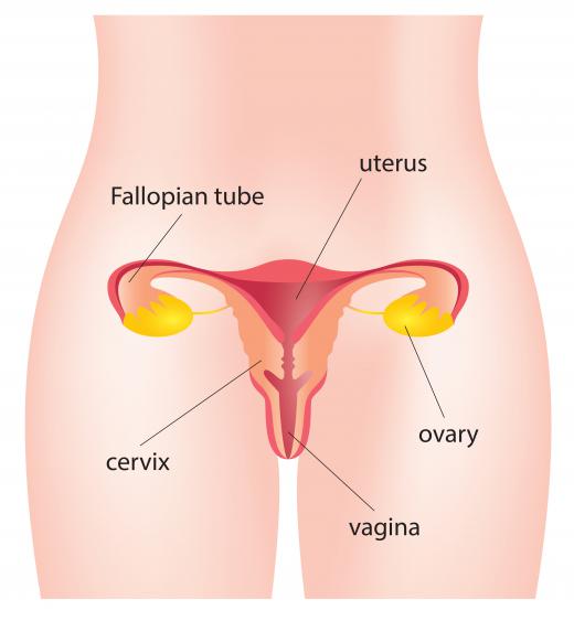 Women often have cervical metaplasia diagnosed early because of samples taken from the cervix during an annual exam.