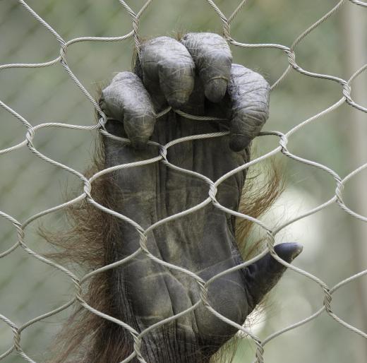 One of the defining characteristics of a primate is having five fingers and five toes.