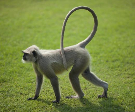 Induced parthenogenesis in monkeys tends to result in abnormal development.