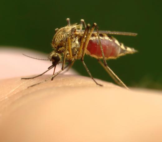 Mosquitos are members of the Hexapoda subphylum.