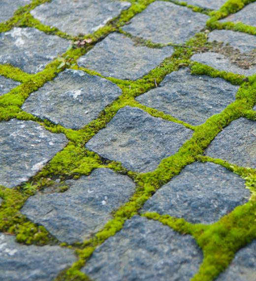 Mosses were among the first life to colonize land.