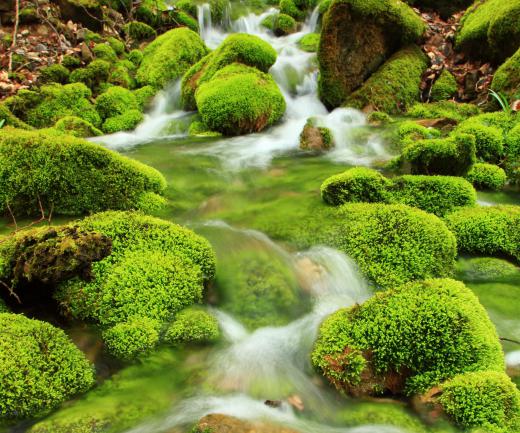 Bedrock determines the path of a stream.